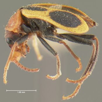 Media type: image;   Entomology 24214 Aspect: habitus lateral view